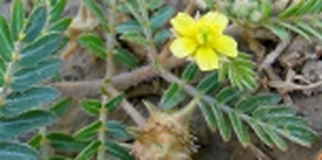 Gokhru botanical