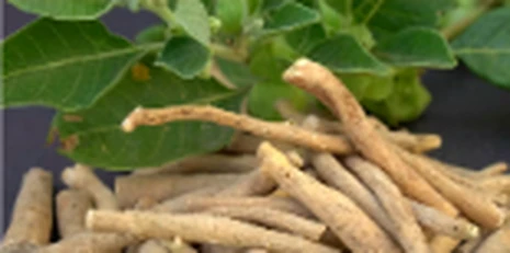 Ashwagandha botanical
