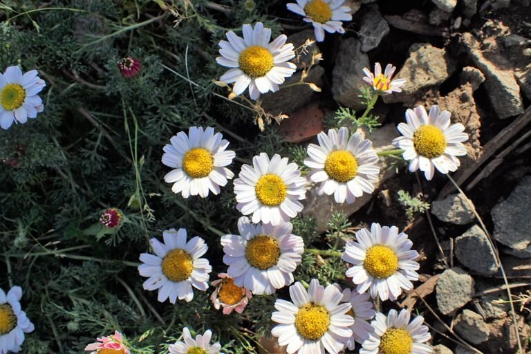 Aqar Qarha botanical