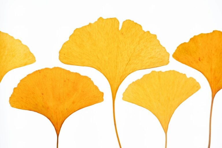 Ginkgo Biloba botanical
