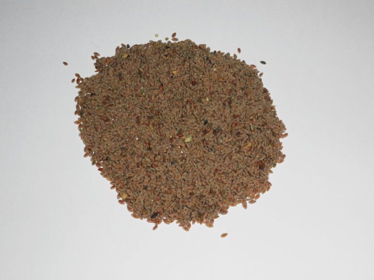 Ispaghol botanical