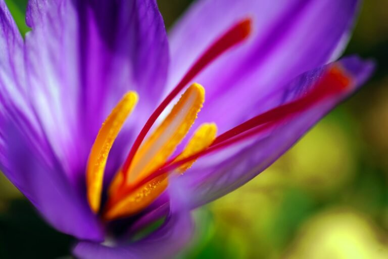 Saffron botanical